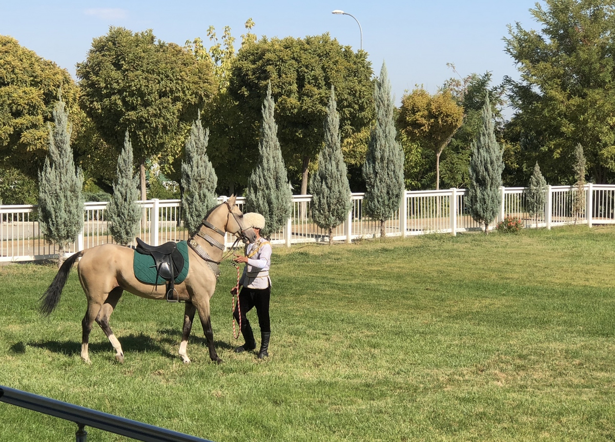 Ảnh: Chiêm ngưỡng Akhal-Teke, loài ngựa đẹp nhất thế giới